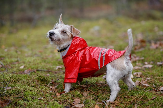 Cane di razza Jack Russell Terrier si trova in una foresta verde con un impermeabile rosso