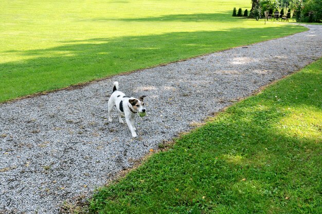 Cane di razza Jack Russell va al proprietario con la palla in bocca nel parco