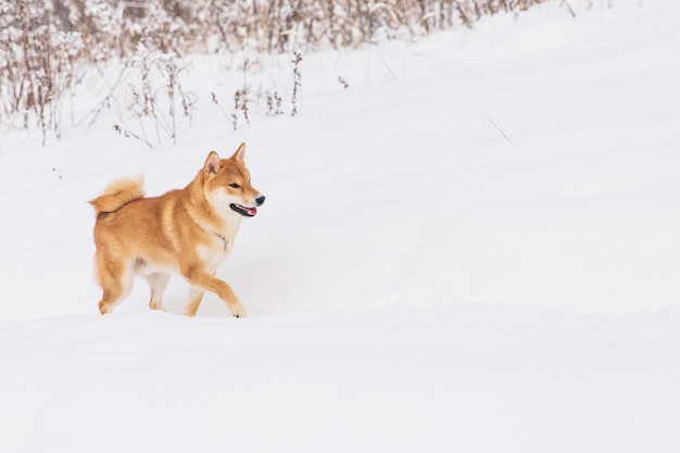 Cane di razza marrone che cammina sul campo nevoso. Shiba inu