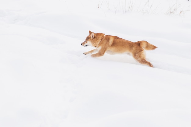 Cane di razza marrone che cammina sul campo nevoso. Shiba inu