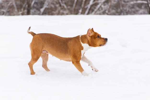 Cane di razza marrone che corre sulla neve in una foresta. Staffordshire terrier