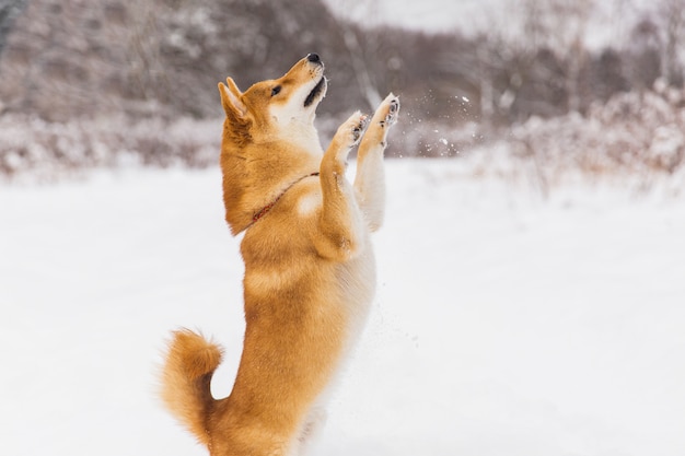 Cane di razza marrone che gioca con la neve su un campo. Shiba inu. Bellissimo cane