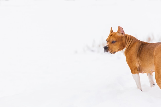 Cane di razza marrone che wolking sulla neve in una foresta. Staffordshire terrier