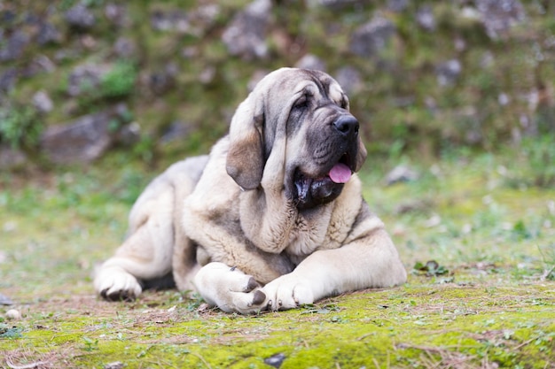 Cane di razza mastino spagnolo con mantello color cucciolo in piedi sull'erba