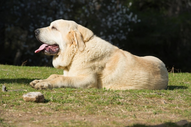 Cane di razza mastino spagnolo con mantello color cucciolo sdraiato sull'erba