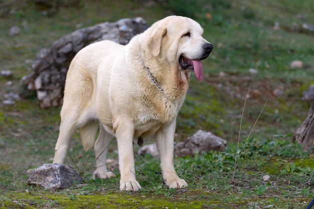 Cane di razza mastino spagnolo con mantello di colore giallo in piedi sull'erba