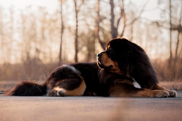 Cane di razza mastino tibetano sull'erba