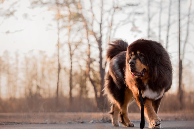 Cane di razza mastino tibetano sull'erba