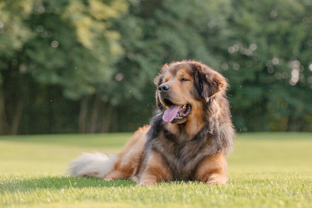 Cane di razza mastino tibetano sull'erba