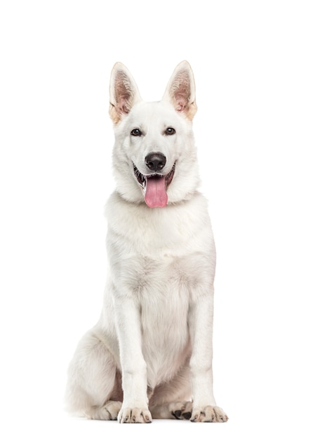 Cane di razza mista bianco seduto e ansimando davanti alla telecamera