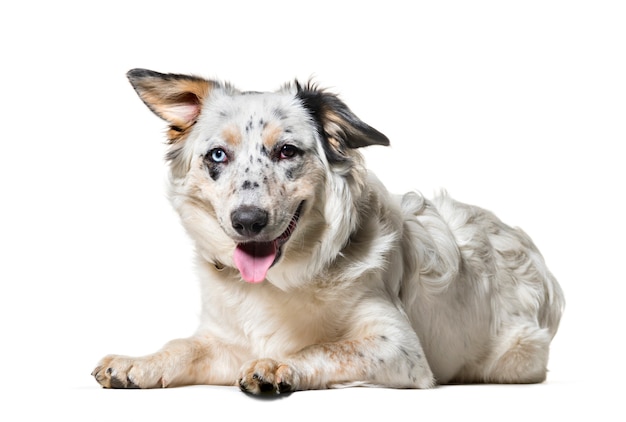 Cane di razza mista che esamina macchina fotografica contro il fondo bianco