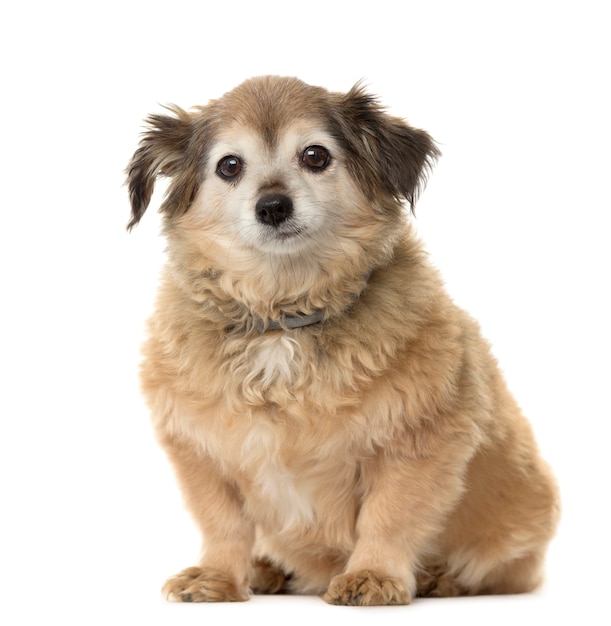 Cane di razza mista che si siede davanti al fondo bianco