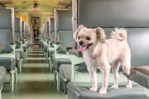 Cane di razza mista color beige così carino con Shih-Tzu, Pomerania e Poodle viaggiano in treno