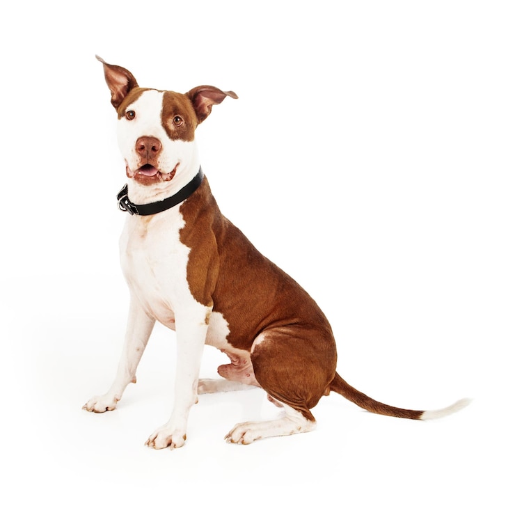 Foto cane di razza mista pit bull felice