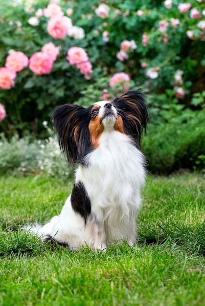 Cane di razza Papillon sul prato in giardino