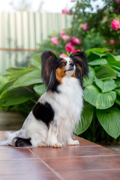 Cane di razza Papillon sul prato in giardino