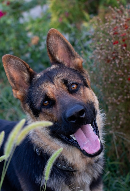 Cane di razza pastore tedesco sulla natura