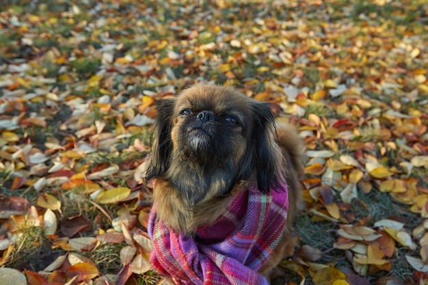 Cane di razza pechinese in una giornata di sole autunnale