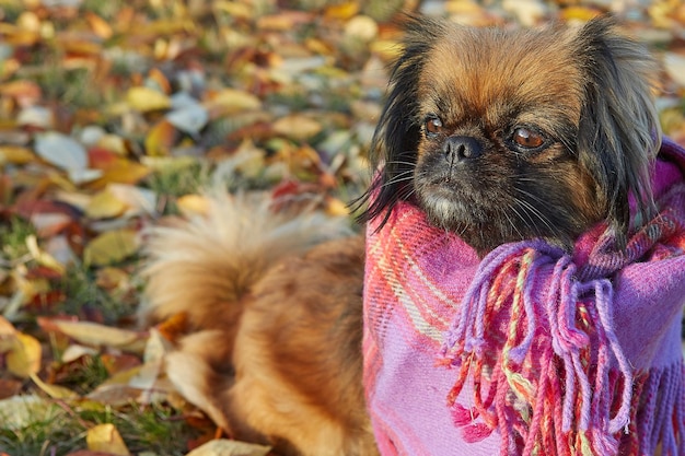 Cane di razza pechinese in una giornata di sole autunnale