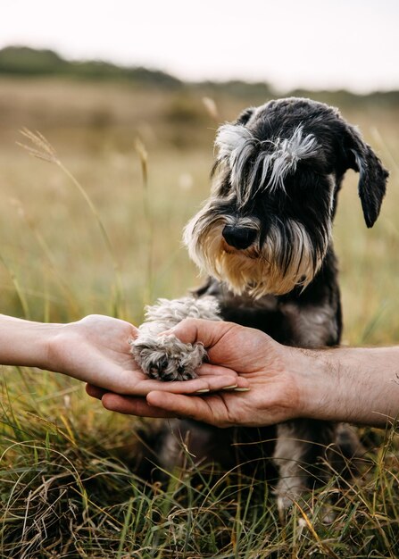 Cane di razza pura schnauzer in miniatura che dà la zampa all'aperto