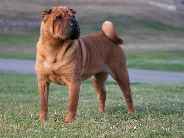 Cane di razza Sharpei in piedi sull'erba