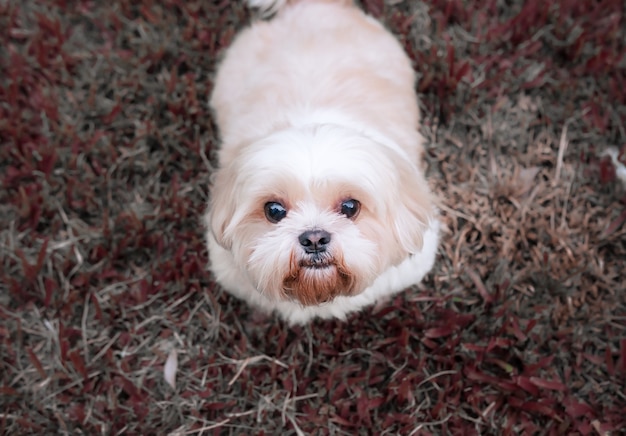 Cane di razza Shih-Tzu Brown pelliccia che è nel giardino di erba.