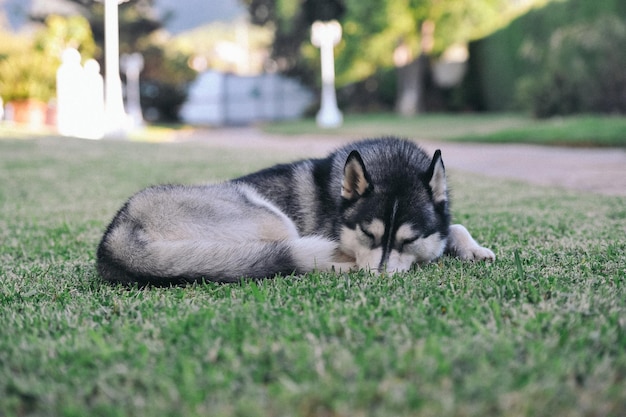 Cane di razza Siberian Husky che dorme sull'erba