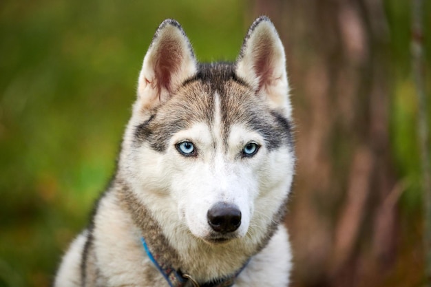 Cane di razza Siberian Husky con bellissimi occhi azzurri nel collare, Siberian Husky con mantello bianco e nero, razza di cani da slitta. Cane husky che cammina all'aperto, concetto di amore per gli animali domestici