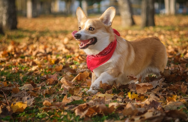 Cane di razza Welsh Corgi Pembroke per una passeggiata nel parco autunnale con fogliame giallo brillante