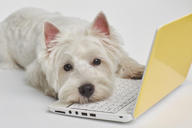 Cane di razza west highland white terrier che lavora al computer Foto di alta qualità