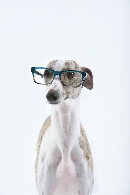 Cane di razza Whippet che osserva con gli occhiali