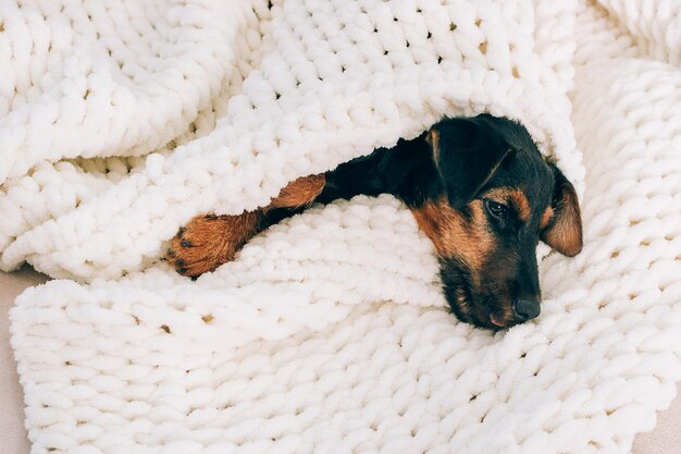 Cane di razza yagterrier su sfondo chiaro Un piccolo cucciolo di animale domestico giace in una soffice coperta morbida nascosta in una coperta