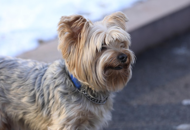 Cane di razza Yorkshire terrier per una passeggiata