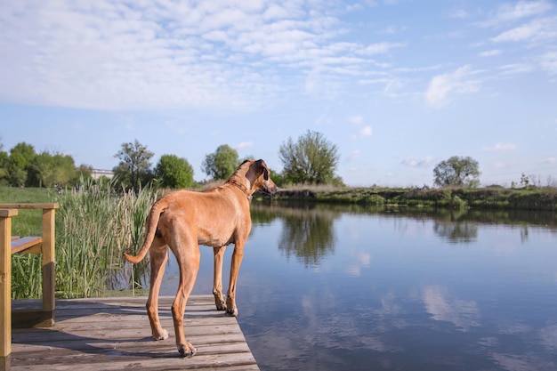 Cane di Rhodesian Ridgeback all'aperto