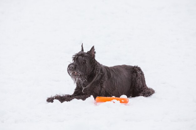 Cane di Riesenschnauzer maschio adulto