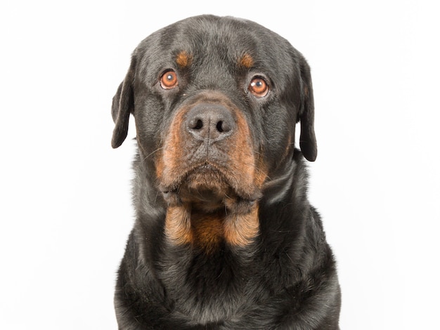 Cane di Rottweiler che si siede e isolato sul bianco