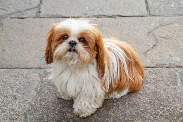 Cane di Shih tzu seduto con i capelli bianchi e castani