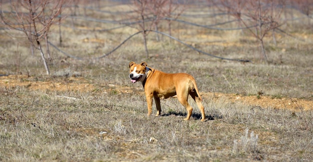 cane di staffy in natura