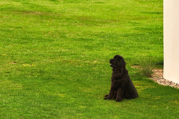 Cane di Terranova nero nel giardino Grande cane nel cortile che riposa su un'erba