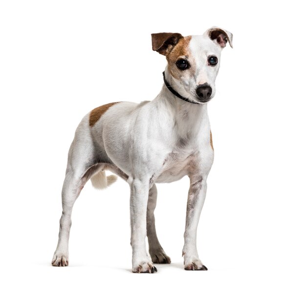 Cane diritto di Jack Russell Terrier, isolato