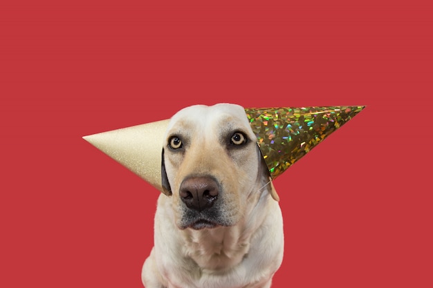 Cane divertente che celebra un compleanno indossando due cappello d&#39;oro