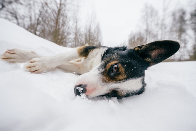 Cane divertente che si distende sulla strada di inverno nevoso.