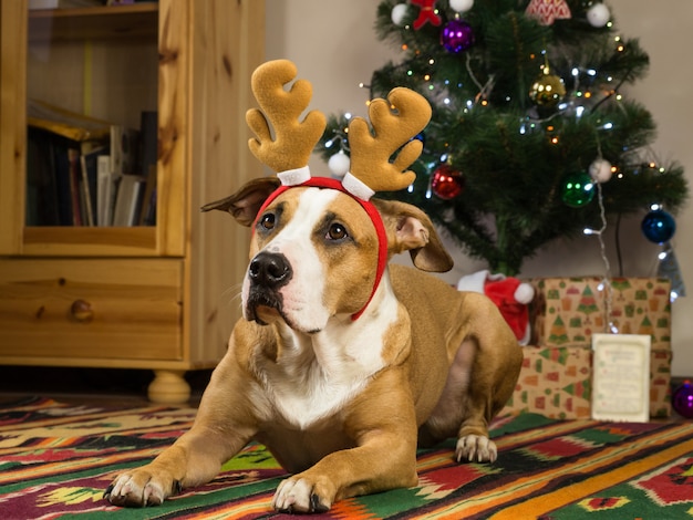 Cane divertente con grandi orecchie in accogliente salotto di fronte albero di pelliccia e regali di Capodanno