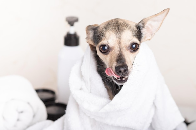 Cane divertente con la faccia felice in un asciugamano dopo il lavaggio e la cura presso la spa per animali domestici