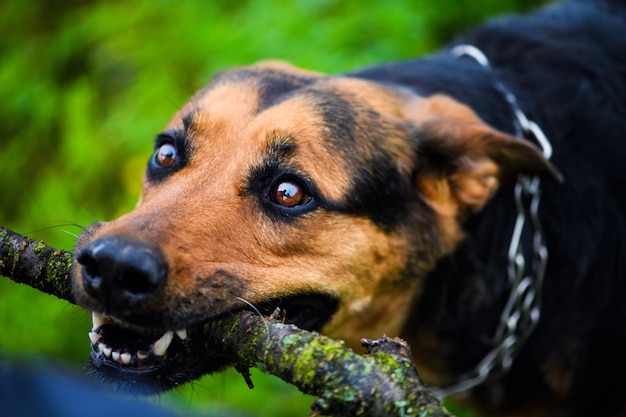 Cane divertente con un bastone tra i denti