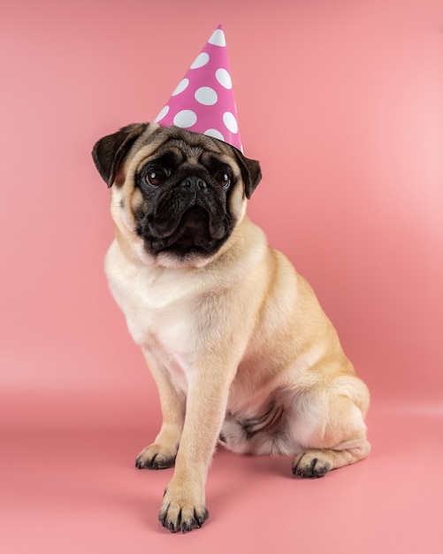 Cane divertente del carlino che porta il cappello di buon compleanno su fondo rosa.