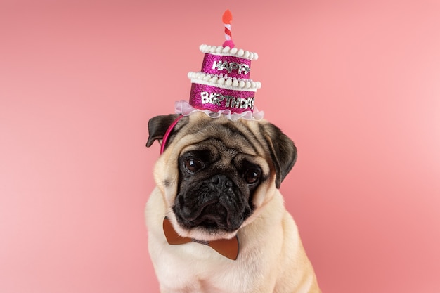 Cane divertente del Pug che porta il cappello rosa di buon compleanno sulla parete rosa