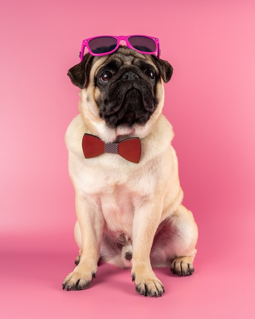 Cane divertente del Pug con gli occhiali rosa sul rosa.