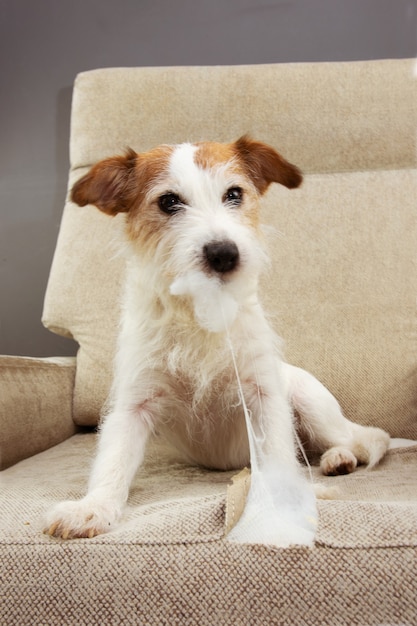 Cane divertente di jack russell che distrugge un divano. Concetto di ansia da separazione