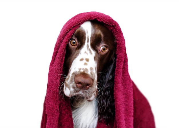 Cane divertente dopo il bagno isolato su bianco Spaniel in un asciugamano